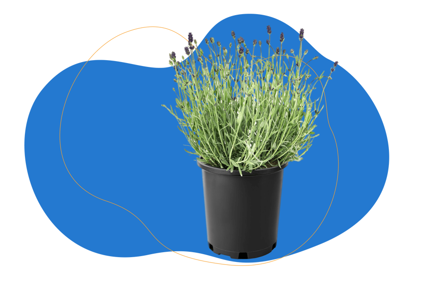 lavanda